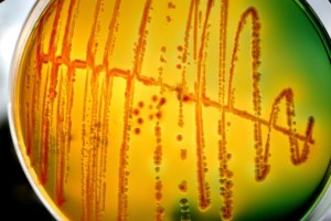 E. Coli Outbreak Linked to Chipotle Restaurants Has Expanded to Maryland